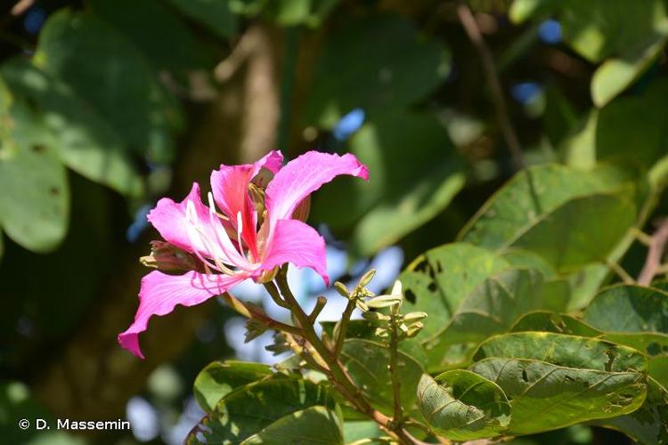 <i>Bauhinia monandra</i> Kurz, 1873 © D. Massemin