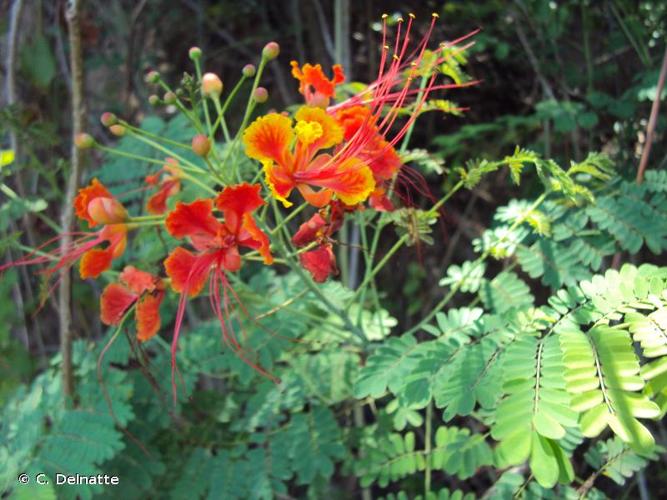 <i>Caesalpinia pulcherrima</i> (L.) Sw., 1791 © C. Delnatte