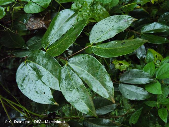 <i>Hymenaea courbaril</i> L., 1753 © C. Delnatte - DEAL Martinique