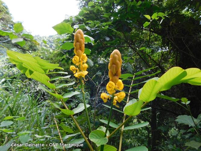 <i>Senna alata</i> (L.) Roxb., 1832 © César Delnatte - ONF Martinique