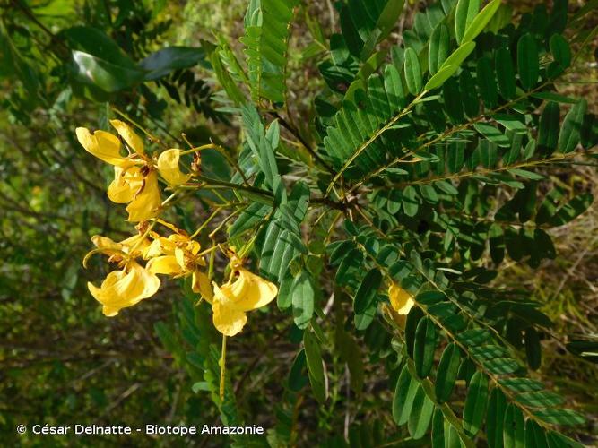<i>Senna multijuga</i> (Rich.) H.S.Irwin & Barneby, 1982 © César Delnatte - Biotope Amazonie