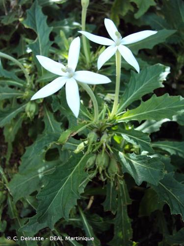 <i>Hippobroma longiflora</i> (L.) G.Don, 1834 © C. Delnatte - DEAL Martinique