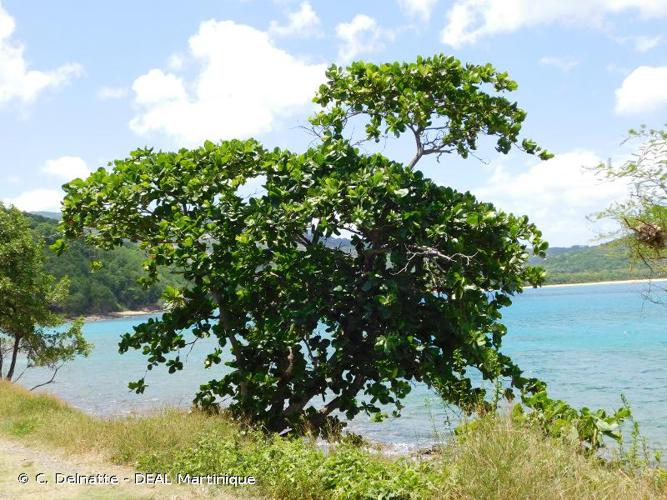 <i>Terminalia catappa</i> L., 1767 © C. Delnatte - DEAL Martinique