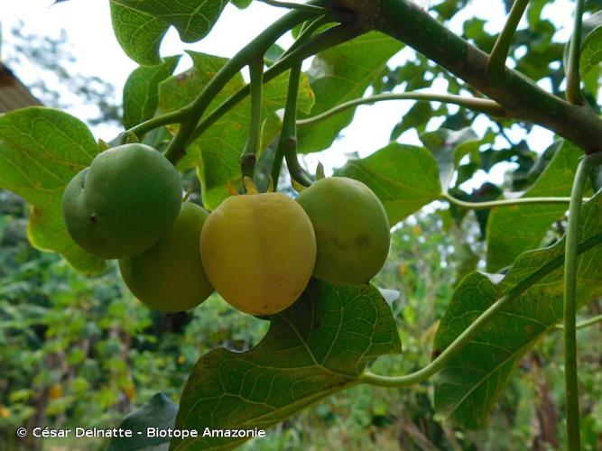 <i>Jatropha curcas</i> L., 1753 © César Delnatte - Biotope Amazonie