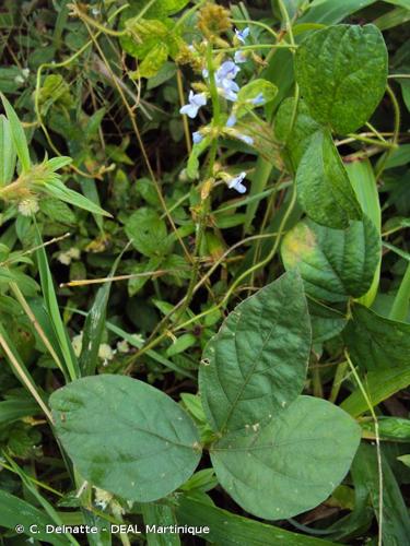 <i>Calopogonium mucunoides</i> Desv., 1826 © C. Delnatte - DEAL Martinique