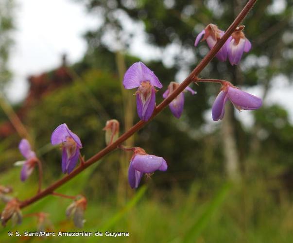 <i>Desmodium incanum</i> (Sw.) DC., 1825 © S. Sant/Parc Amazonien de Guyane