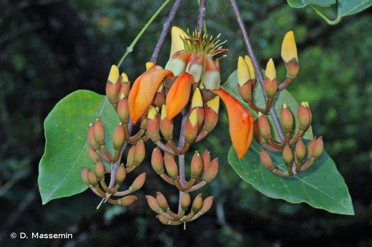 <i>Erythrina fusca</i> Lour., 1790 © D. Massemin