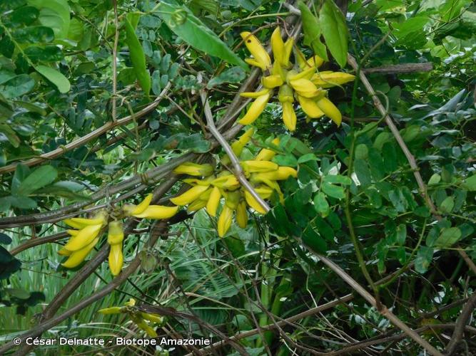 <i>Mucuna sloanei</i> Fawc. & Rendle, 1917 © César Delnatte - Biotope Amazonie