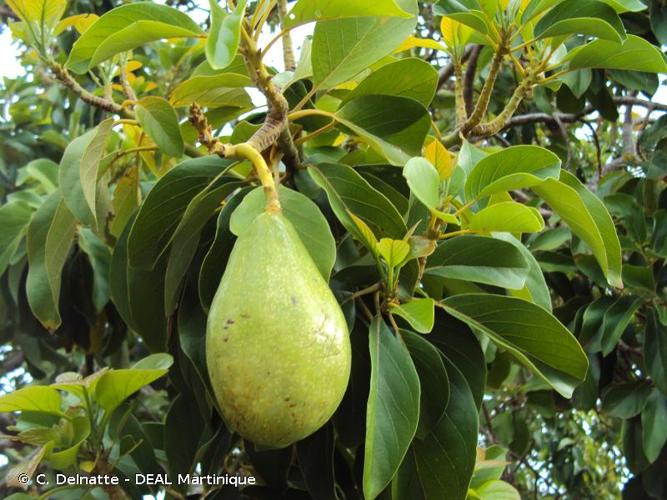 <i>Persea americana</i> Mill., 1768 © C. Delnatte - DEAL Martinique