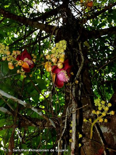 <i>Couroupita guianensis</i> Aubl., 1775 © S. Sant/Parc Amazonien de Guyane