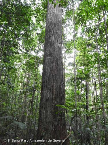 <i>Lecythis zabucajo</i> Aubl., 1775 © S. Sant/ Parc Amazonien de Guyane