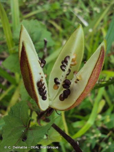 <i>Abelmoschus moschatus</i> Medik., 1787 © C. Delnatte - DEAL Martinique