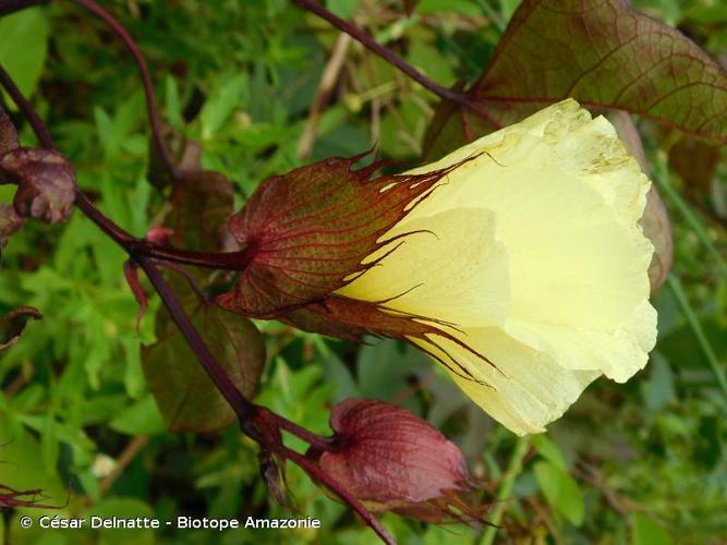 <i>Gossypium barbadense</i> L., 1753 © César Delnatte - Biotope Amazonie