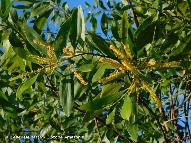 <i>Acacia mangium</i> Willd., 1806 © César Delnatte - Biotope Amazonie