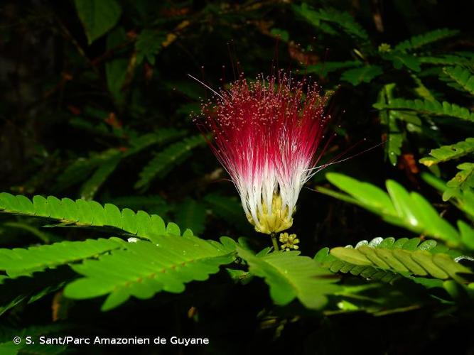 <i>Calliandra surinamensis</i> Benth., 1844 © S. Sant/Parc Amazonien de Guyane