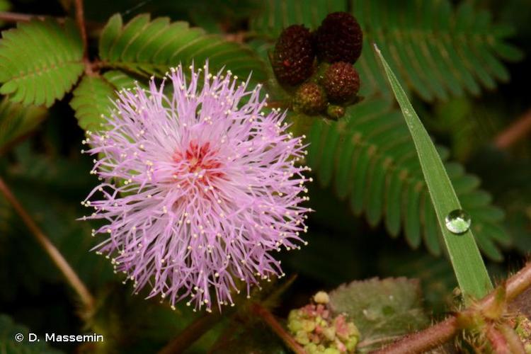 <i>Mimosa pudica</i> L., 1753 © D. Massemin