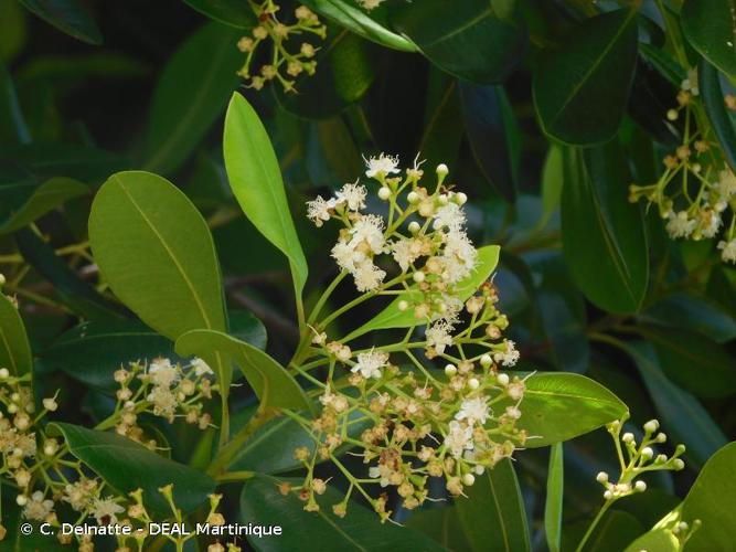 <i>Pimenta racemosa</i> (Mill.) J.W.Moore, 1933 © C. Delnatte - DEAL Martinique