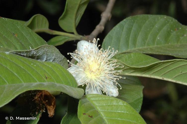 <i>Psidium guajava</i> L., 1753 © D. Massemin