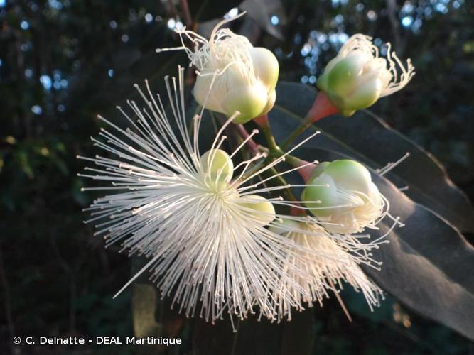 <i>Syzygium jambos</i> (L.) Alston, 1931 © C. Delnatte - DEAL Martinique