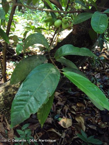 <i>Syzygium malaccense</i> (L.) Merr. & L.M.Perry, 1938 © C. Delnatte - DEAL Martinique