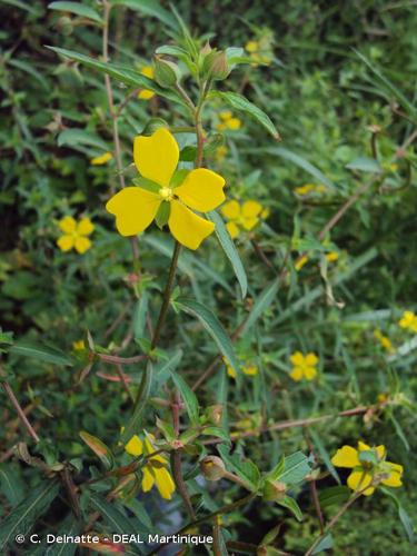 <i>Ludwigia octovalvis</i> (Jacq.) P.H.Raven, 1962 © C. Delnatte - DEAL Martinique