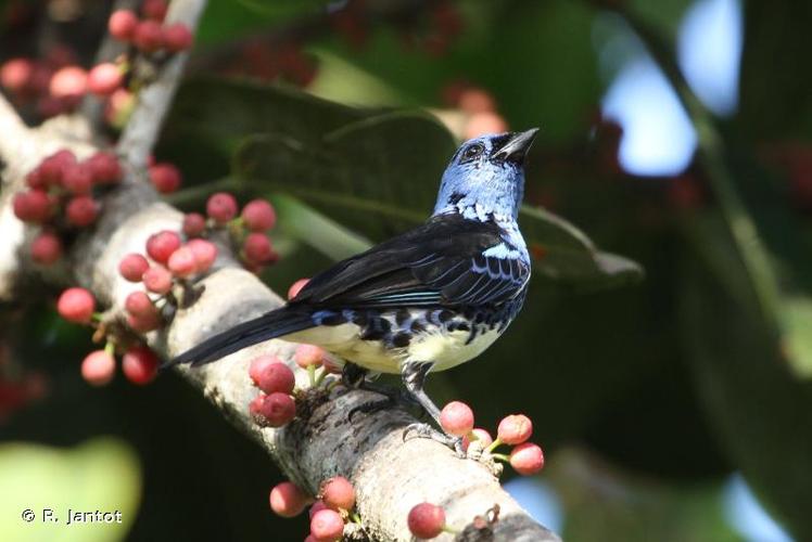 <i>Tangara mexicana</i> (Linnaeus, 1766) © R. Jantot