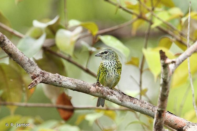 <i>Tangara punctata</i> (Linnaeus, 1766) © R. Jantot