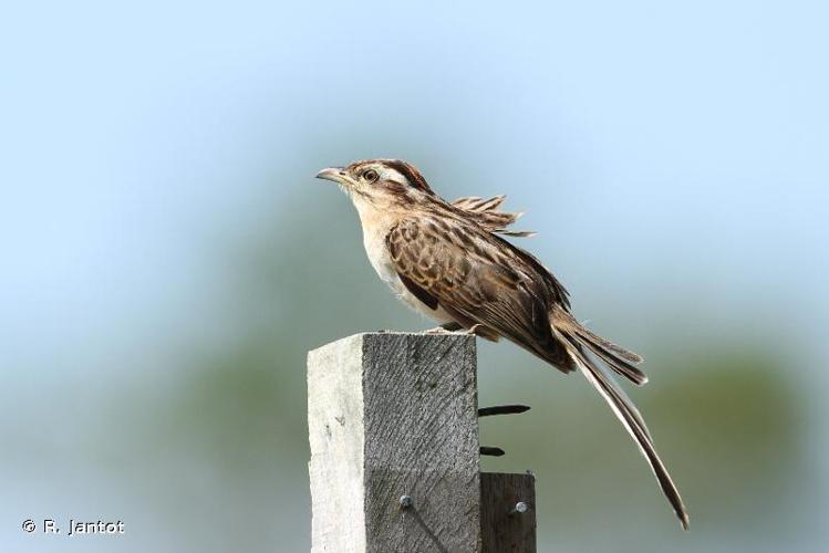 <i>Tapera naevia</i> (Linnaeus, 1766) © R. Jantot