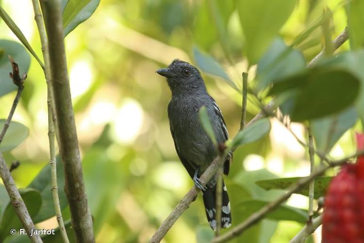 <i>Thamnophilus amazonicus</i> Sclater, 1858 © R. Jantot