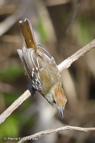 <i>Thamnophilus punctatus</i> (Shaw, 1809) © Pierre-Yves Le Bail