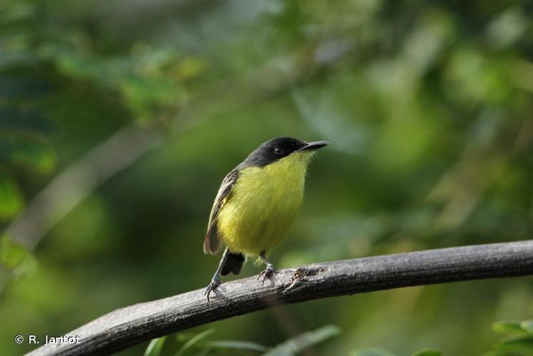 <i>Todirostrum cinereum</i> (Linnaeus, 1766) © R. Jantot