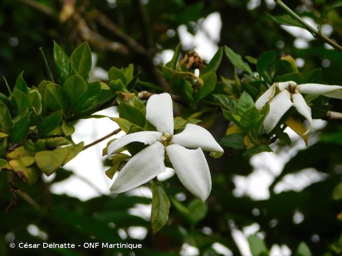 <i>Gardenia jasminoides</i> J.Ellis, 1761 © César Delnatte - ONF Martinique