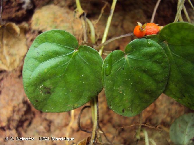 <i>Geophila repens</i> (L.) I.M.Johnst., 1949 © C. Delnatte - DEAL Martinique