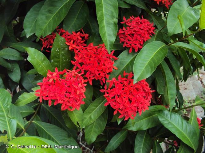 <i>Ixora coccinea</i> L., 1753 © C. Delnatte - DEAL Martinique