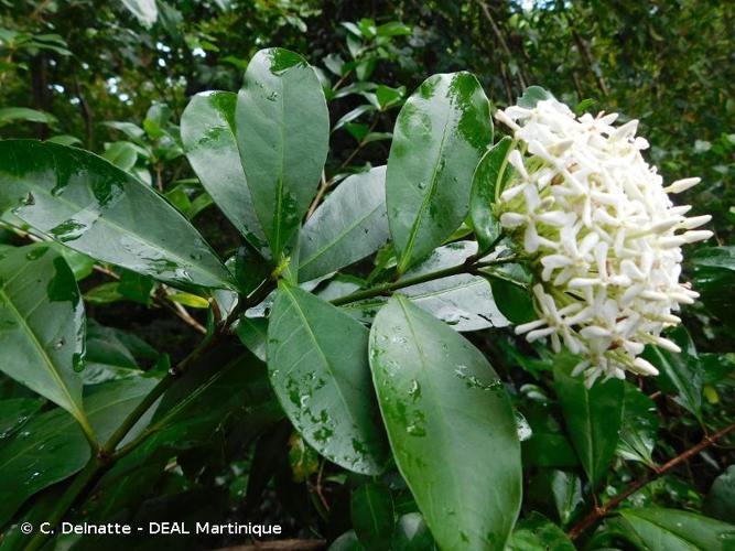 <i>Ixora finlaysoniana</i> Wall. ex G.Don, 1834 © C. Delnatte - DEAL Martinique