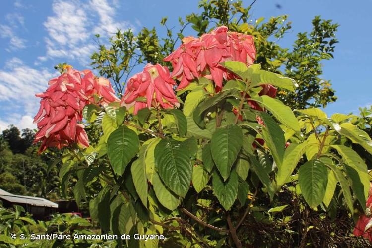 <i>Mussaenda philippica</i> A.Rich., 1830 © S. Sant/Parc Amazonien de Guyane