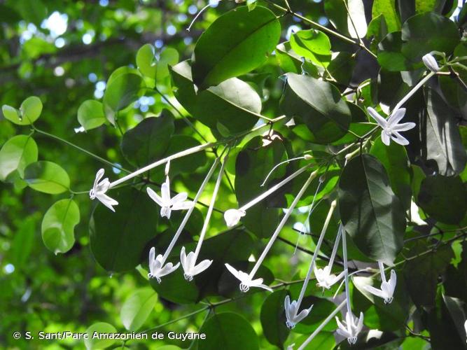 <i>Posoqueria latifolia</i> (Rudge) Roem.& Schult., 1819 © S. Sant/Parc Amazonien de Guyane