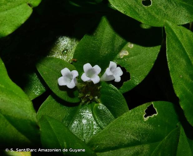 <i>Spermacoce alata</i> Aubl., 1775 © S. Sant/Parc Amazonien de Guyane