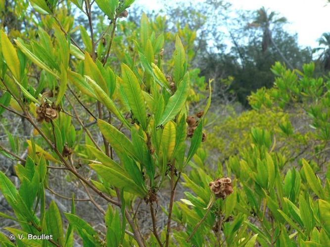 <i>Dodonaea viscosa</i> Jacq., 1760 © V. Boullet