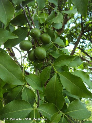 <i>Melicoccus bijugatus</i> Jacq., 1760 © C. Delnatte - DEAL Martinique