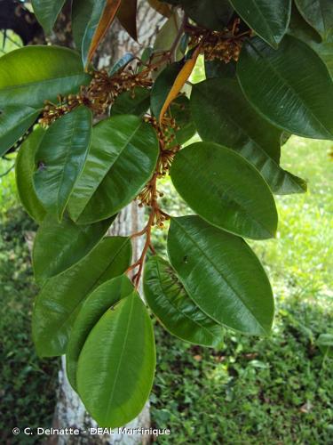 <i>Chrysophyllum cainito</i> L., 1753 © C. Delnatte - DEAL Martinique