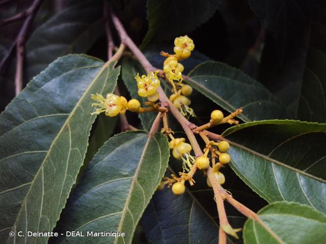 <i>Guazuma ulmifolia</i> Lam., 1789 © C. Delnatte - DEAL Martinique