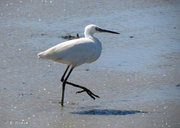 <i>Egretta garzetta</i> (Linnaeus, 1766) © S. Wroza