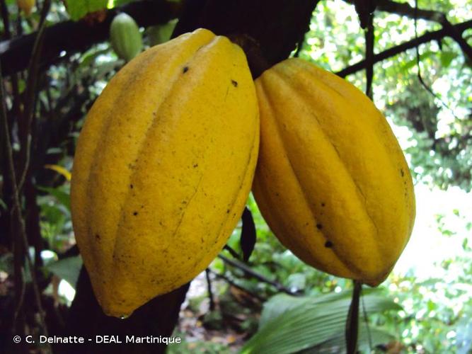 <i>Theobroma cacao</i> L., 1753 © C. Delnatte - DEAL Martinique