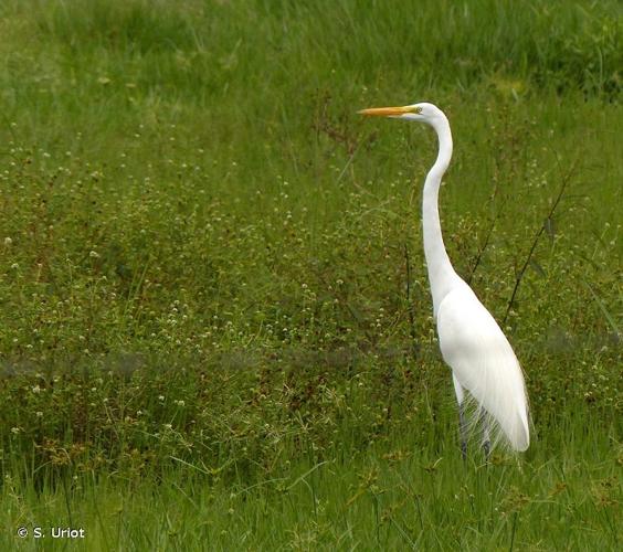 <i>Ardea alba</i> Linnaeus, 1758 © S. Uriot