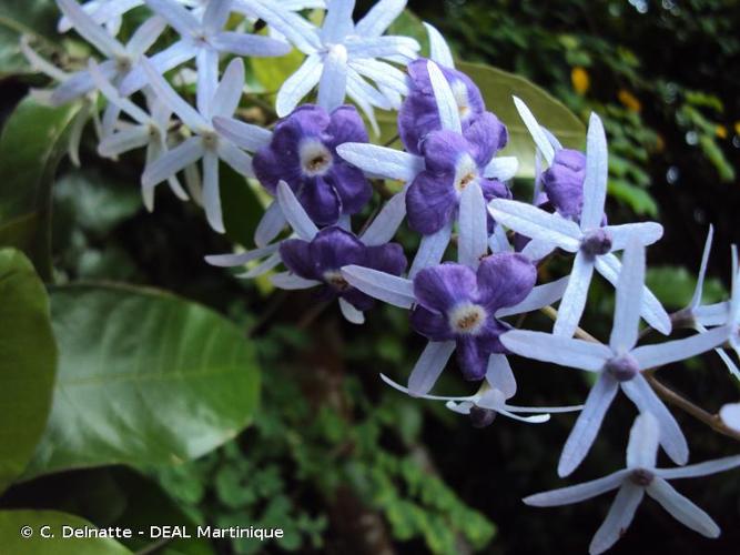 <i>Petrea volubilis</i> L., 1753 © C. Delnatte - DEAL Martinique