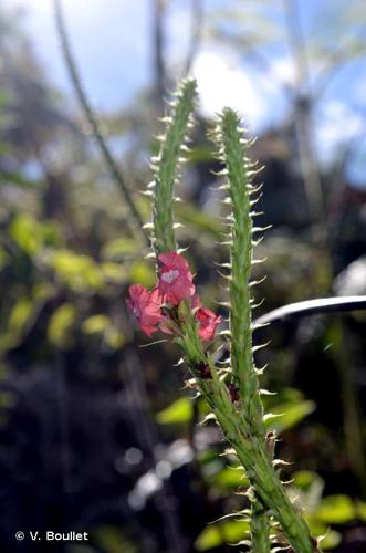 <i>Stachytarpheta mutabilis</i> (Jacq.) Vahl, 1804 © V. Boullet