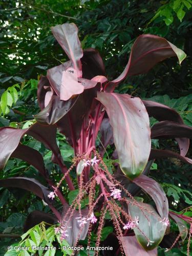 <i>Cordyline fruticosa</i> (L.) A.Chev., 1919 © César Delnatte - Biotope Amazonie