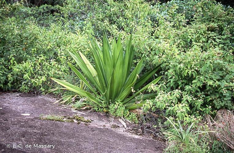 <i>Furcraea foetida</i> (L.) Haw., 1812 © J.-C. de Massary