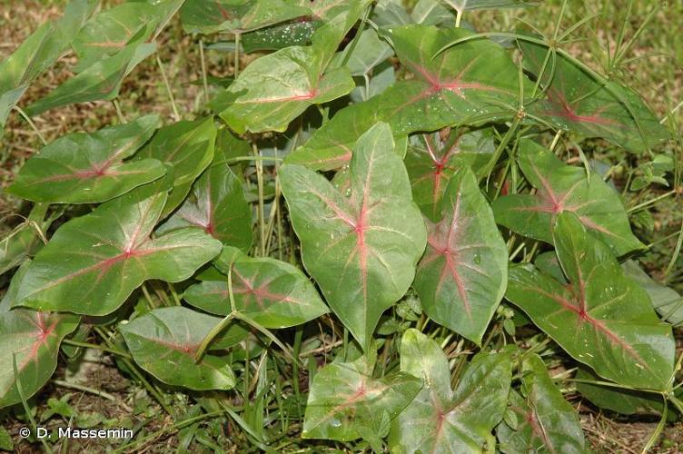 <i>Caladium bicolor</i> (Aiton) Vent., 1801 © D. Massemin